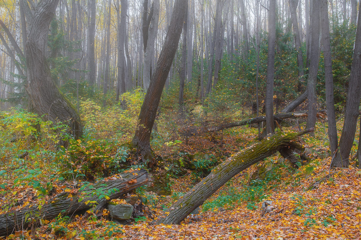photo "***" tags: landscape, 