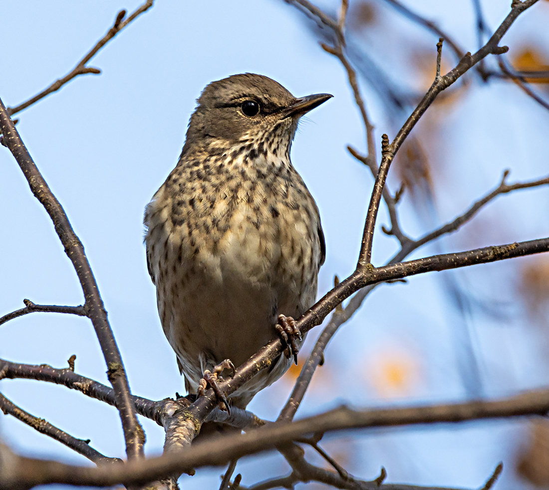 photo "***" tags: nature, macro and close-up, portrait, autumn, bird, forest, taiga, wild animals, фотоохота, чернозобый дрозд