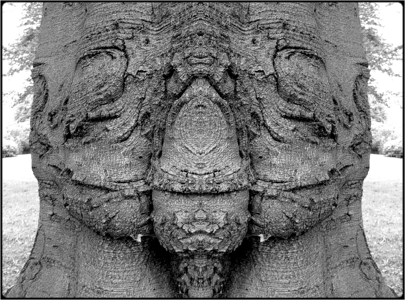фото "big nose" метки: digital art, природа, макро и крупный план, bark, close-up, mirror, tree