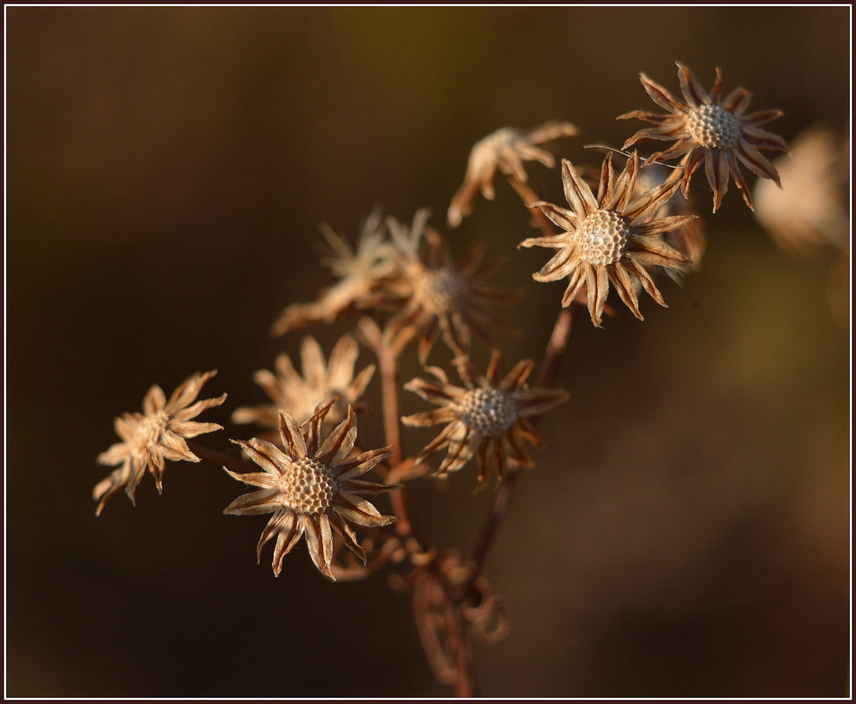 photo "***" tags: nature, 