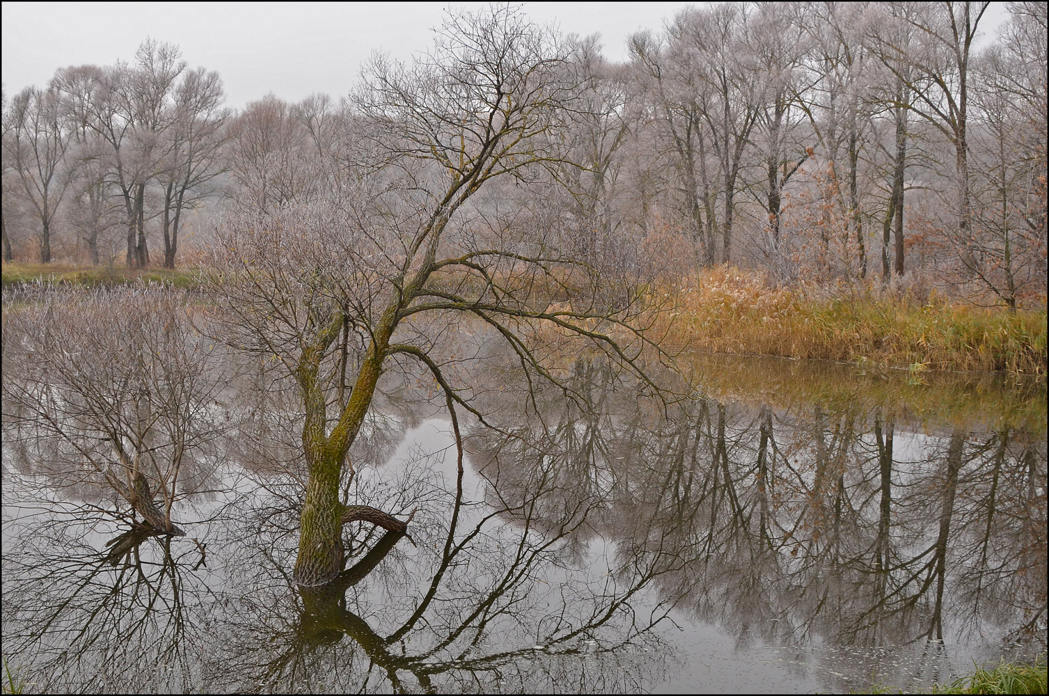 фото "Посеребрила осень..." метки: пейзаж, заморозки, иней, осень, река