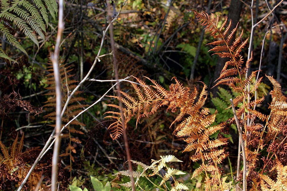 photo "Fern" tags: nature, flowers, forest, в лесу, растения