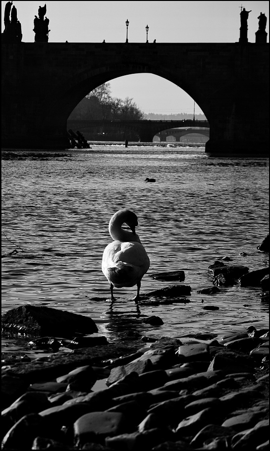 photo "Мосты, река и лебедь" tags: black&white, Prag, Prague, Praha
