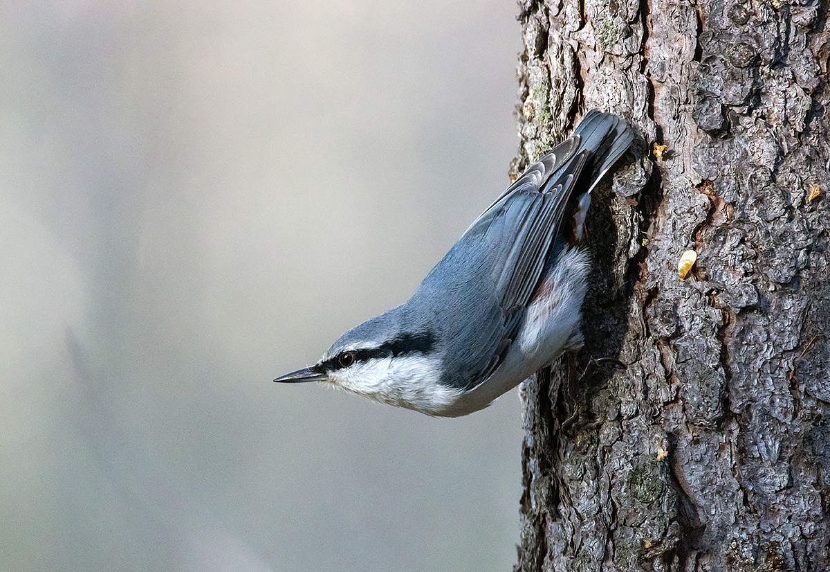 photo "***" tags: nature, macro and close-up, autumn, bird, forest, taiga, wild animals, поползень, фауна, фотоохота