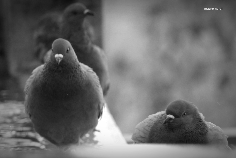 photo "pigeons" tags: black&white, 