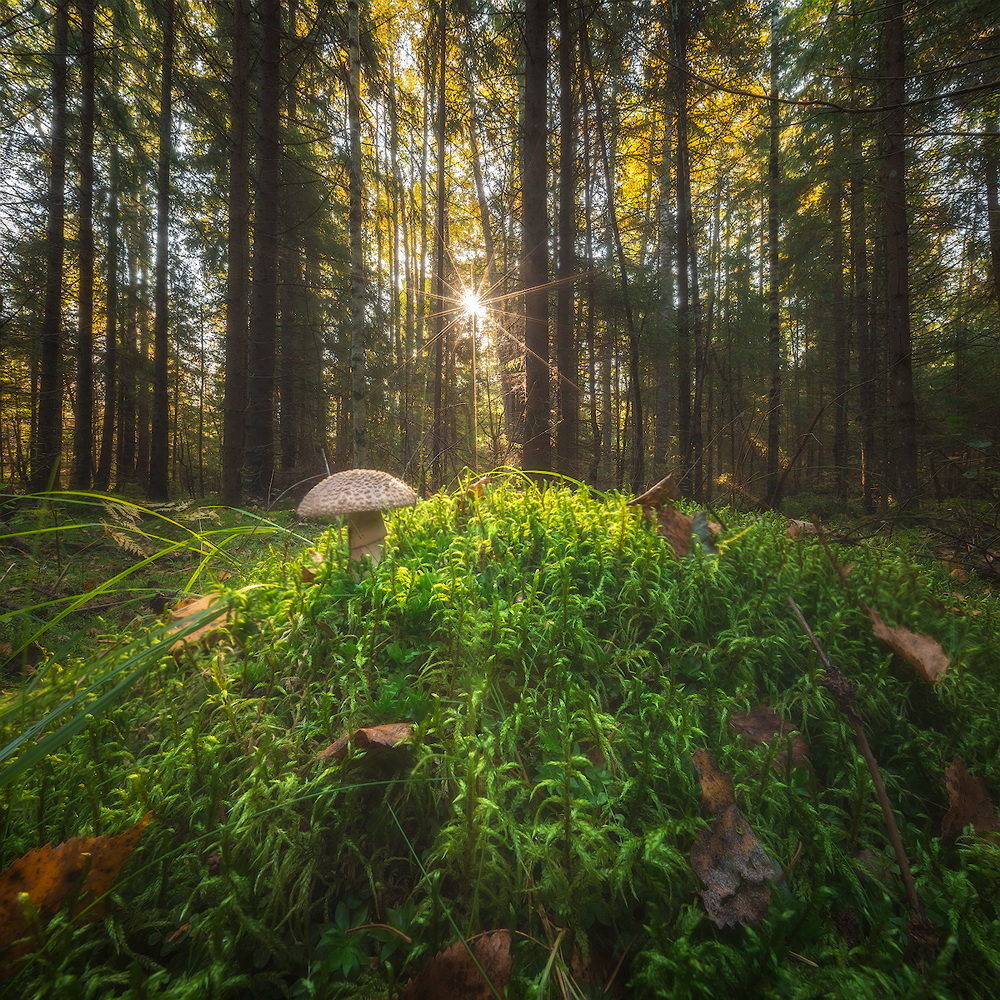 photo "***" tags: landscape, nature, autumn, forest