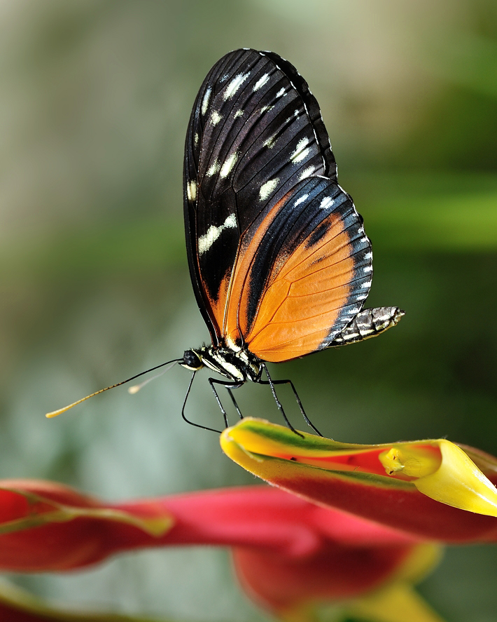 photo "***" tags: macro and close-up, 