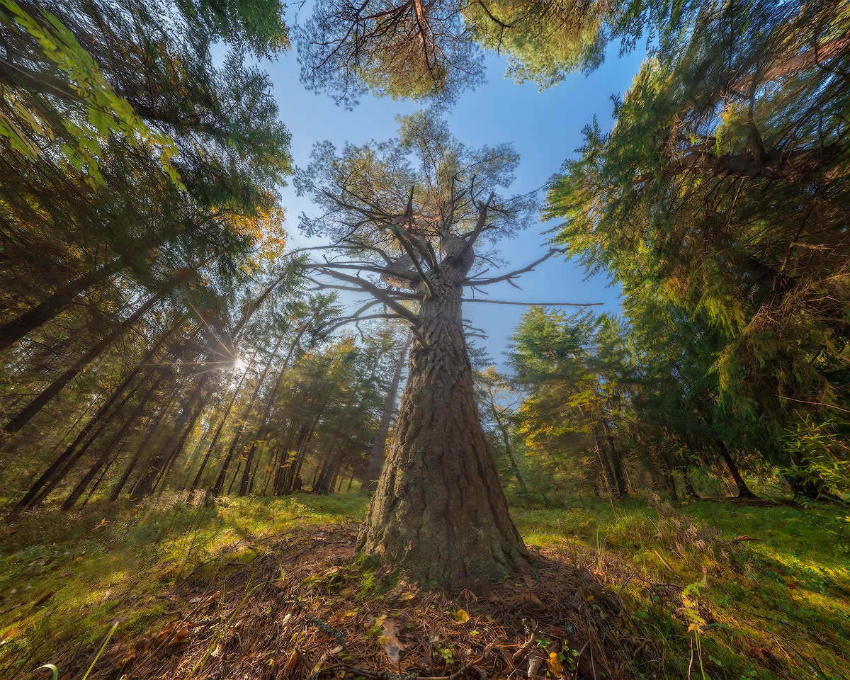 photo "***" tags: landscape, autumn, forest