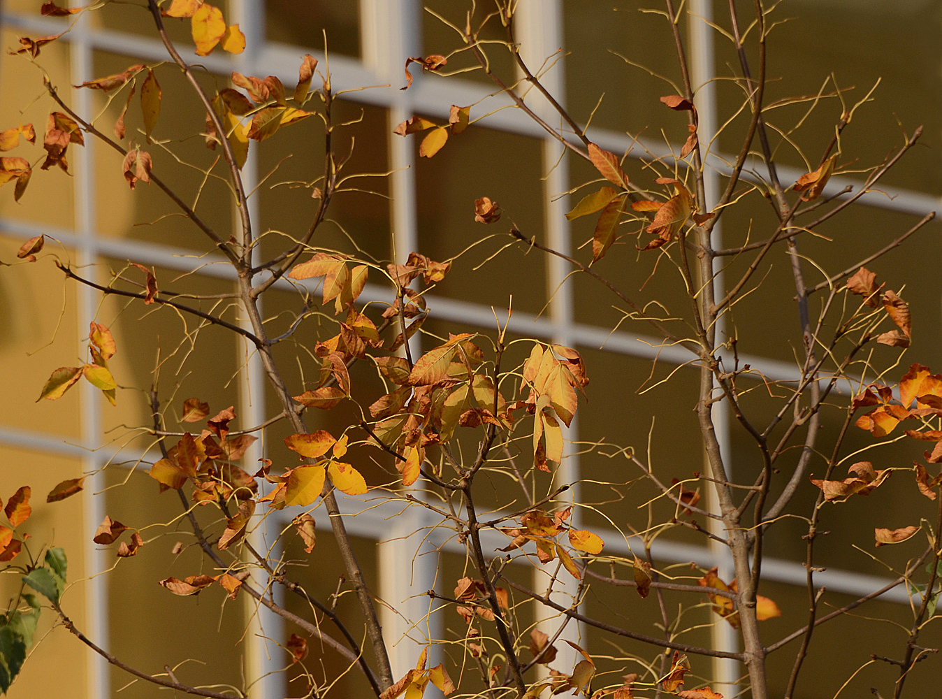 photo "***" tags: landscape, autumn