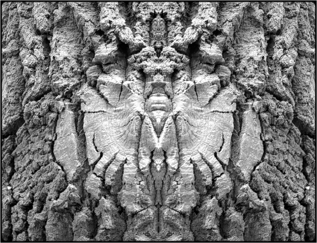 photo "the double-headed eagle" tags: digital art, macro and close-up, nature, bark, close-up, mirror, mono, tree