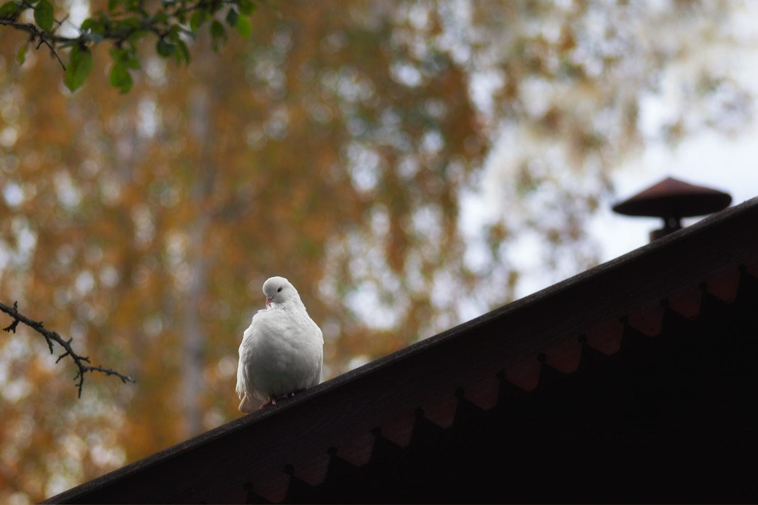 photo "***" tags: nature, 