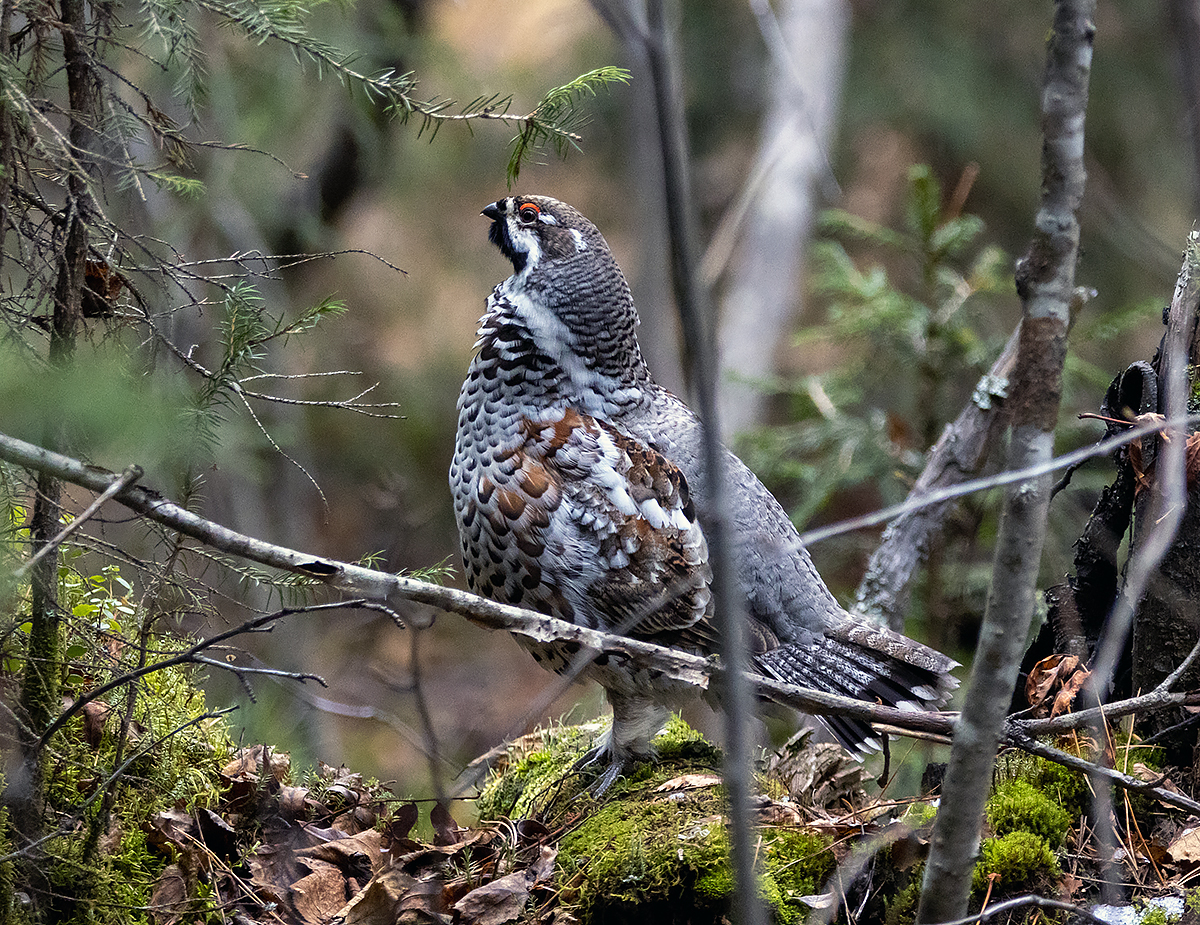 photo "***" tags: nature, macro and close-up, autumn, forest, taiga, wild animals, рябчик, фауна, фотоохота