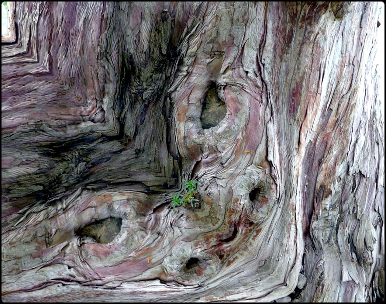 photo "demon's snout" tags: digital art, nature, macro and close-up, bark, close-up, mirror, tree