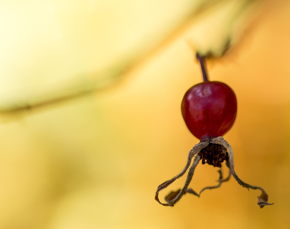 photo "***" tags: macro and close-up, 