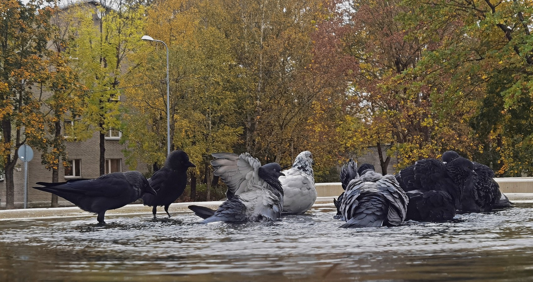 фото "Банный день" метки: юмор, разное, 