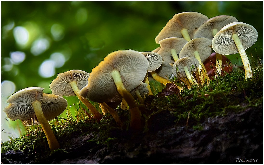фото "***" метки: природа, макро и крупный план, 
