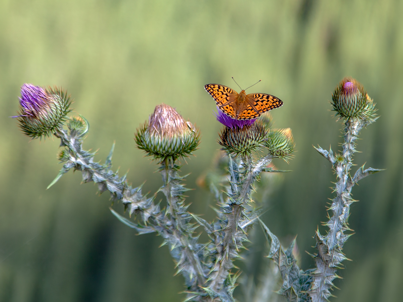 photo "***" tags: nature, macro and close-up, 