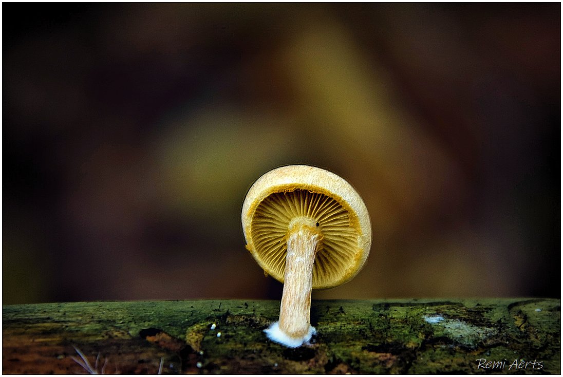 photo "***" tags: nature, macro and close-up, 