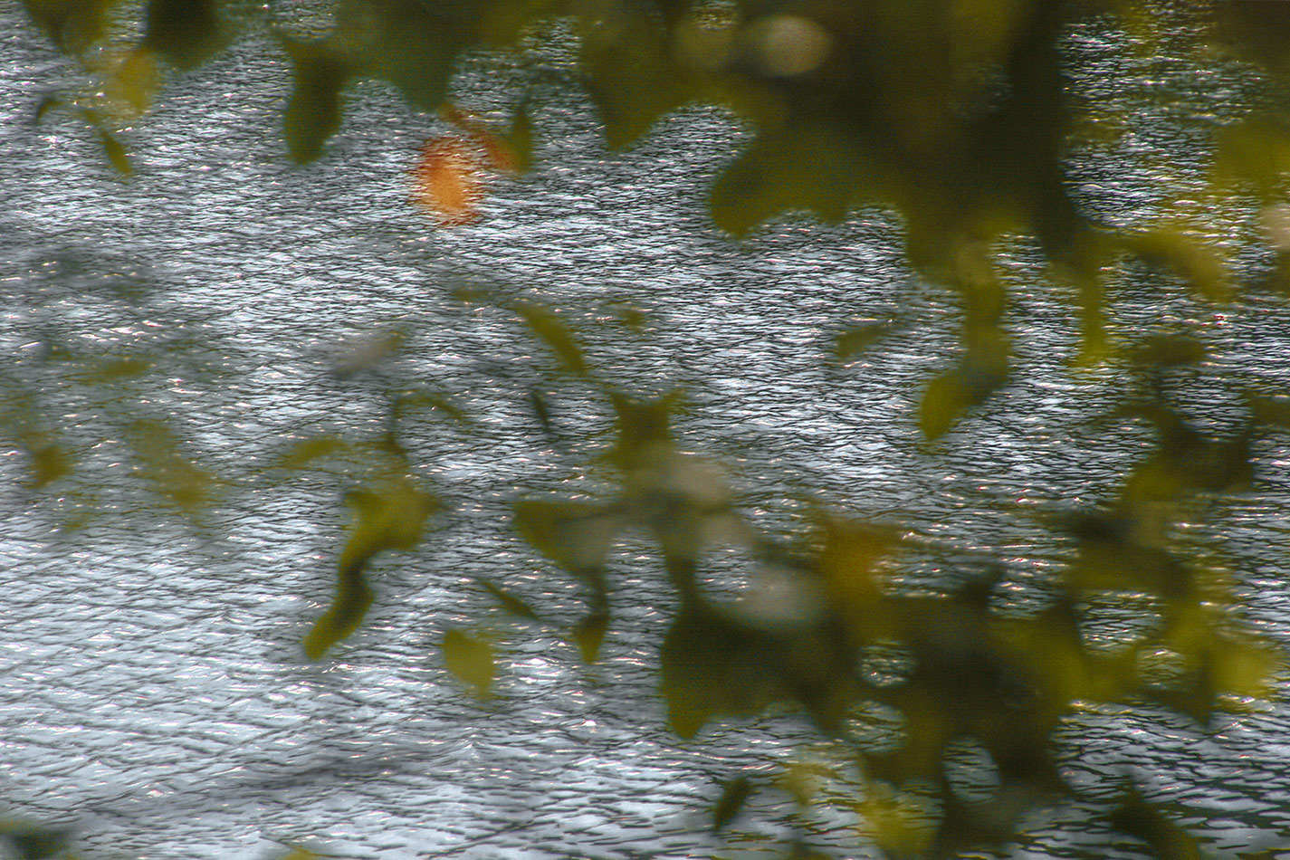 photo "Abstract about Autumn" tags: abstract, nature, 