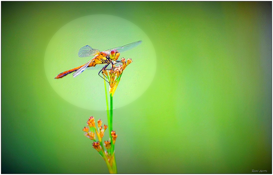 photo "***" tags: nature, macro and close-up, 