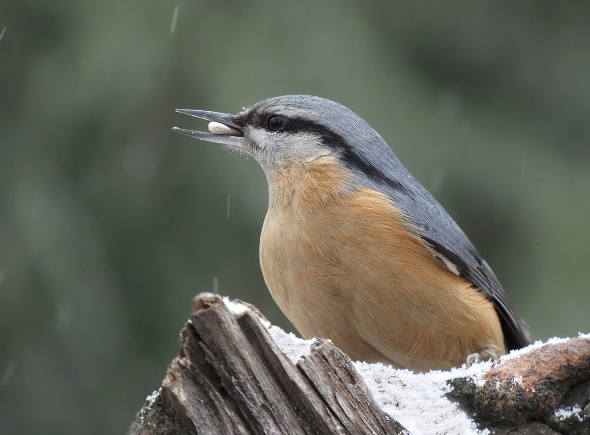 photo "***" tags: portrait, macro and close-up, wild animals