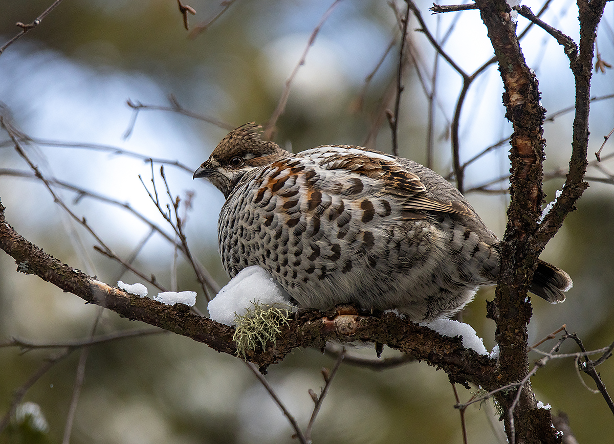 photo "grouse" tags: nature, macro and close-up, portrait, autumn, bird, forest, taiga, wild animals, рябчик, фотоохота