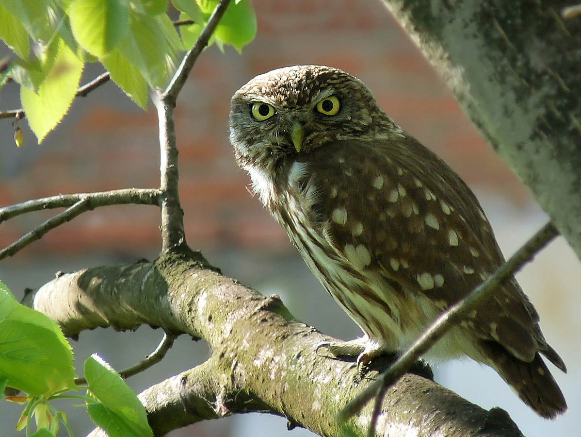 photo "***" tags: portrait, macro and close-up, wild animals