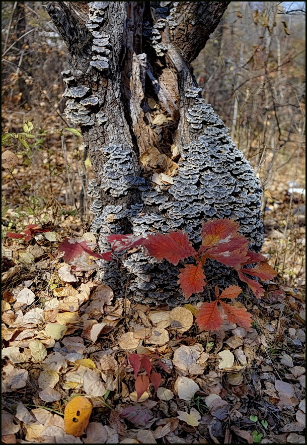 photo "***" tags: nature, 