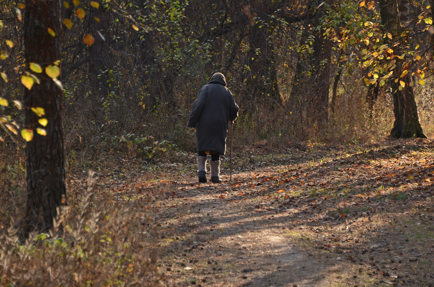 photo "***" tags: genre, autumn, park, старость