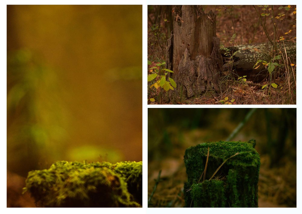 photo "***" tags: nature, landscape, autumn, forest, morning, арт, настроение, одиночество