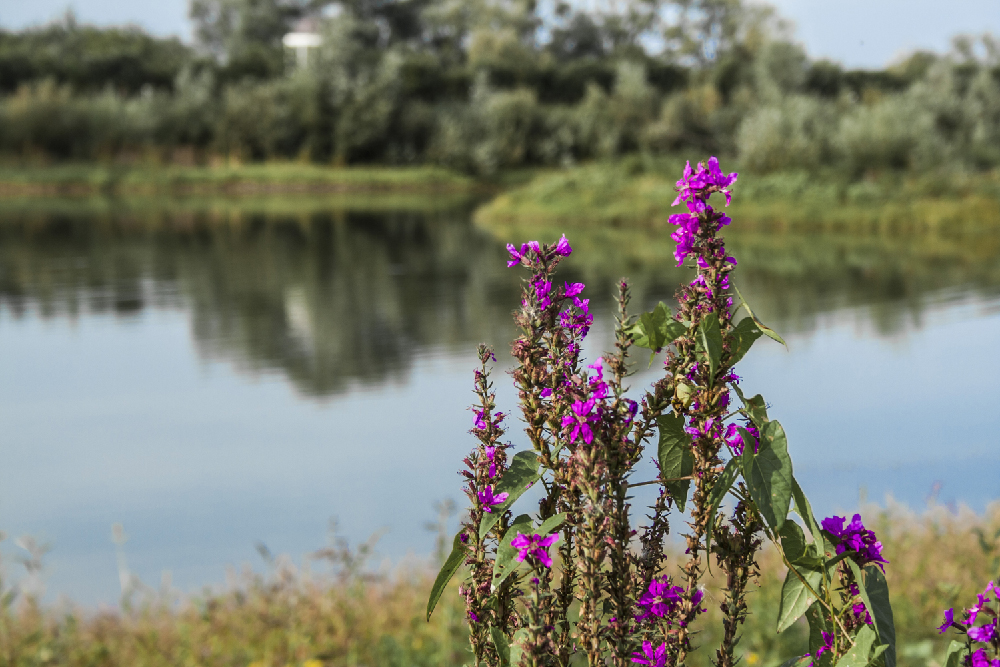 photo "***" tags: , 