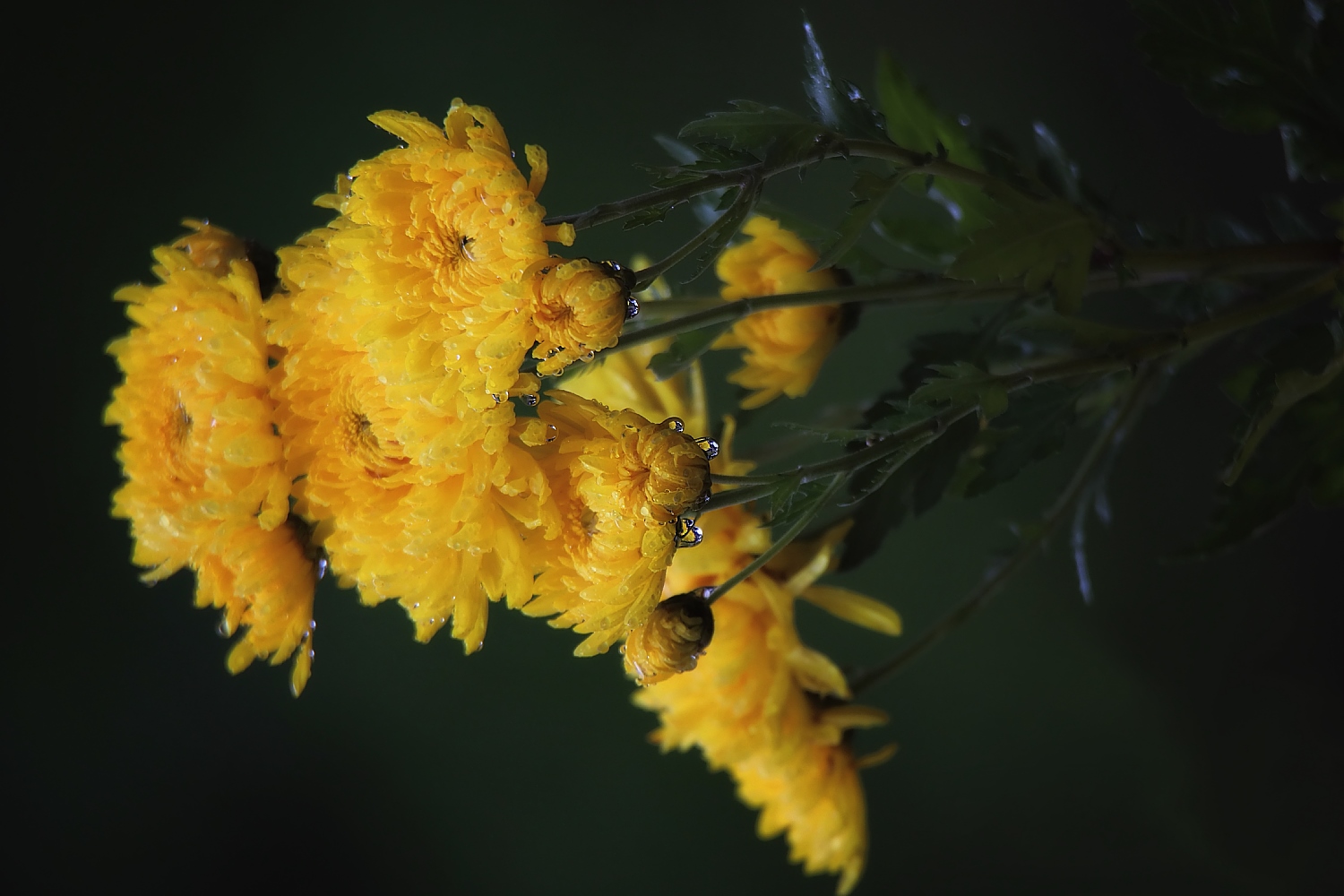 photo "Autumn bouquet" tags: nature, macro and close-up, misc., 