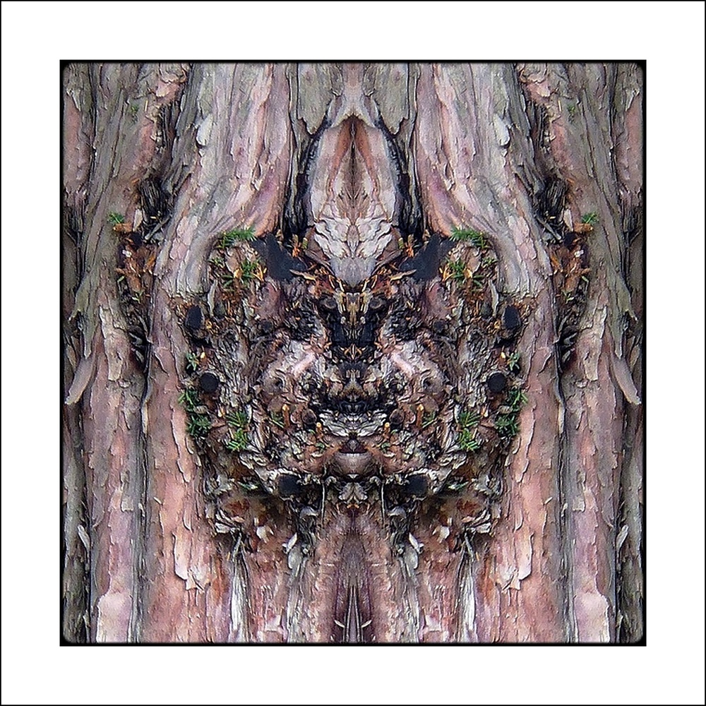 фото "happy halloween" метки: digital art, макро и крупный план, природа, bark, close-up, mirror, tree