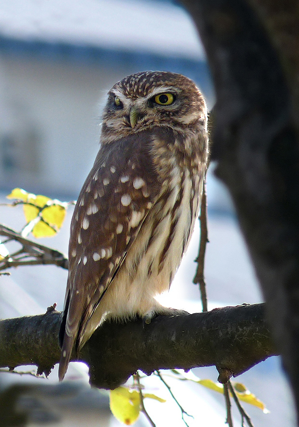 photo "***" tags: macro and close-up, portrait, wild animals