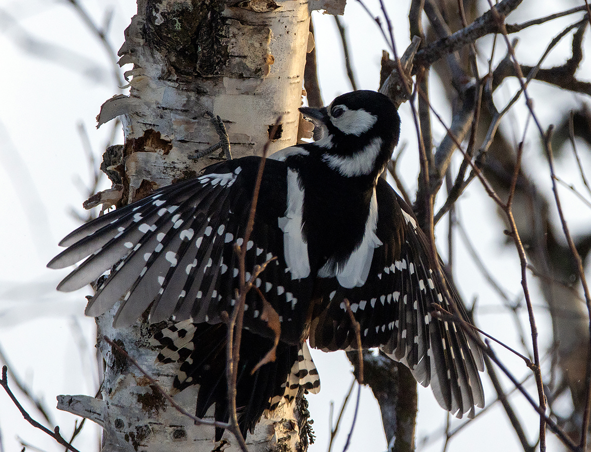 photo "***" tags: nature, macro and close-up, bird, forest, taiga, wild animals, Большой пёстрый дятел, дятел, самка, фотоохота