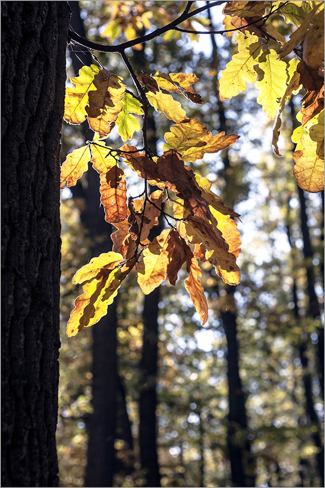 photo "Золотая осень" tags: landscape, nature, 