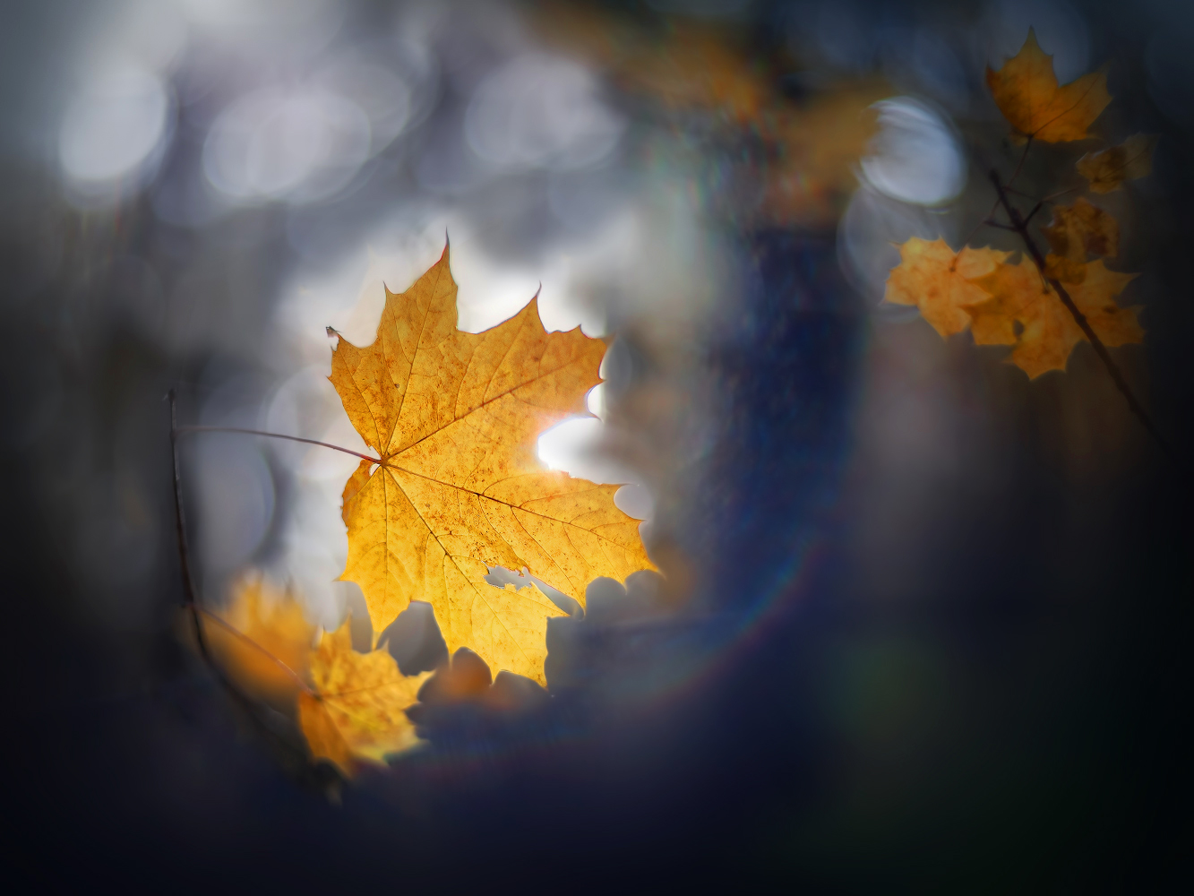 photo "***" tags: nature, macro and close-up, 