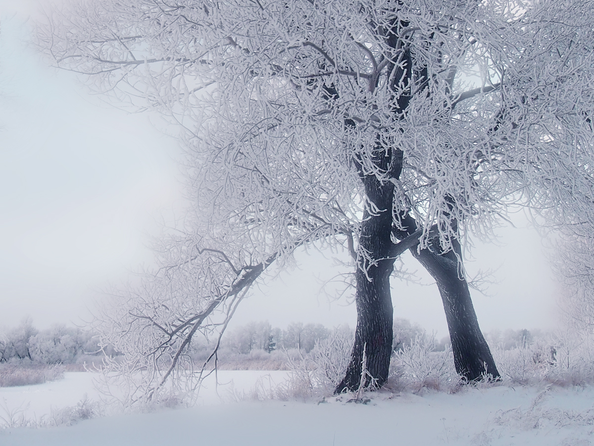 photo "***" tags: nature, black&white, 