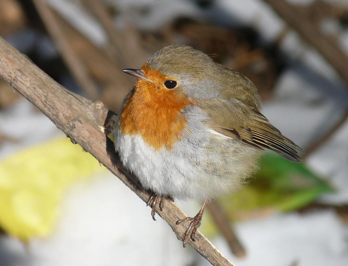 photo "***" tags: macro and close-up, portrait, wild animals