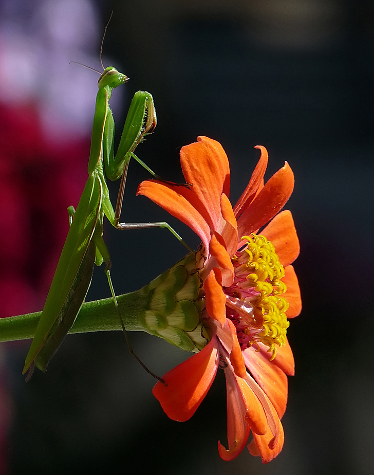 photo "***" tags: macro and close-up, insect