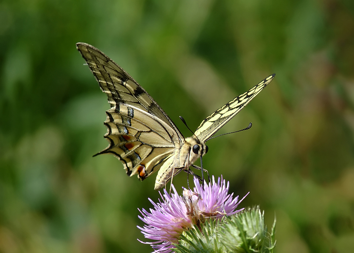 photo "***" tags: macro and close-up, insect