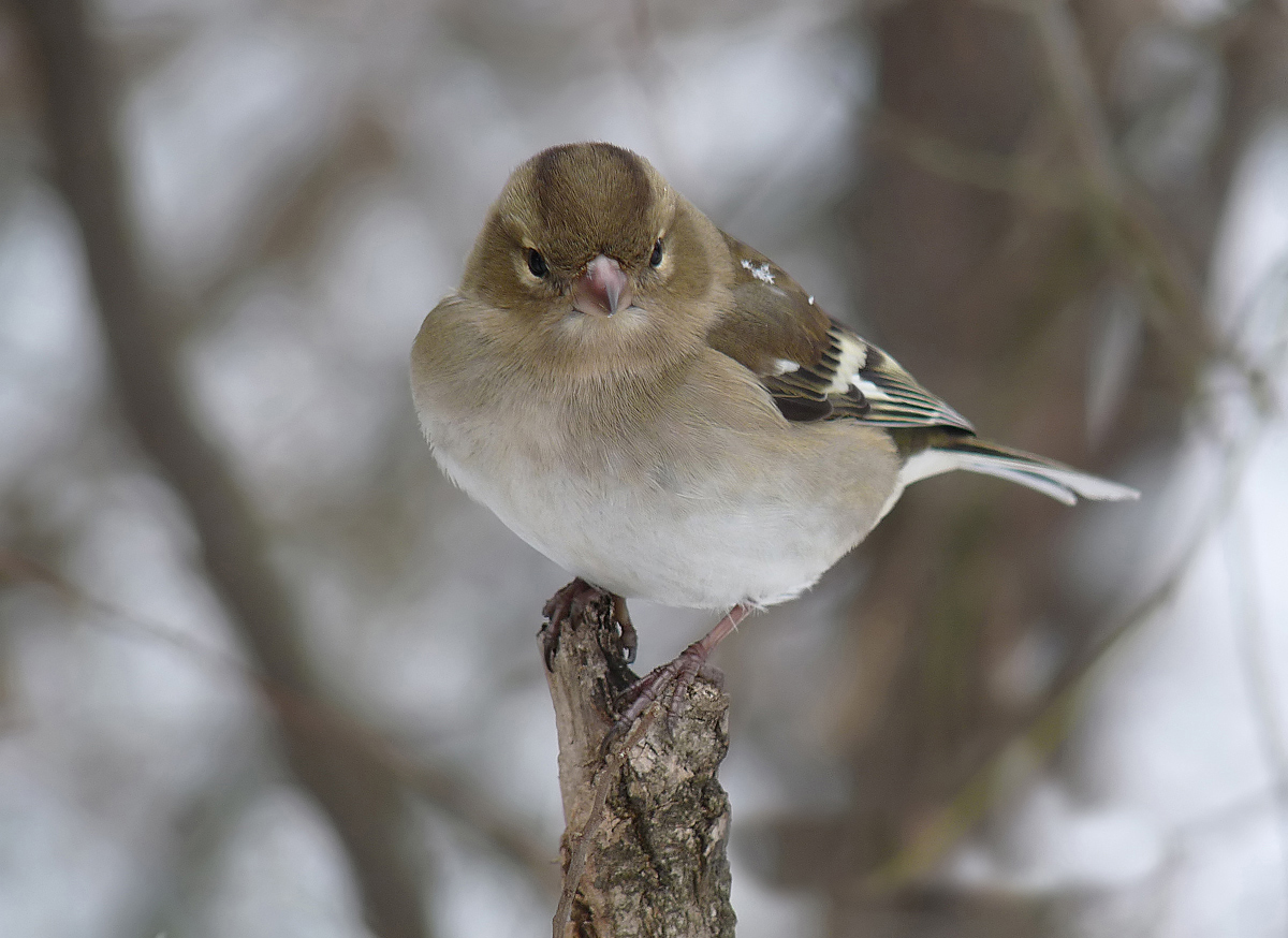 photo "***" tags: macro and close-up, wild animals