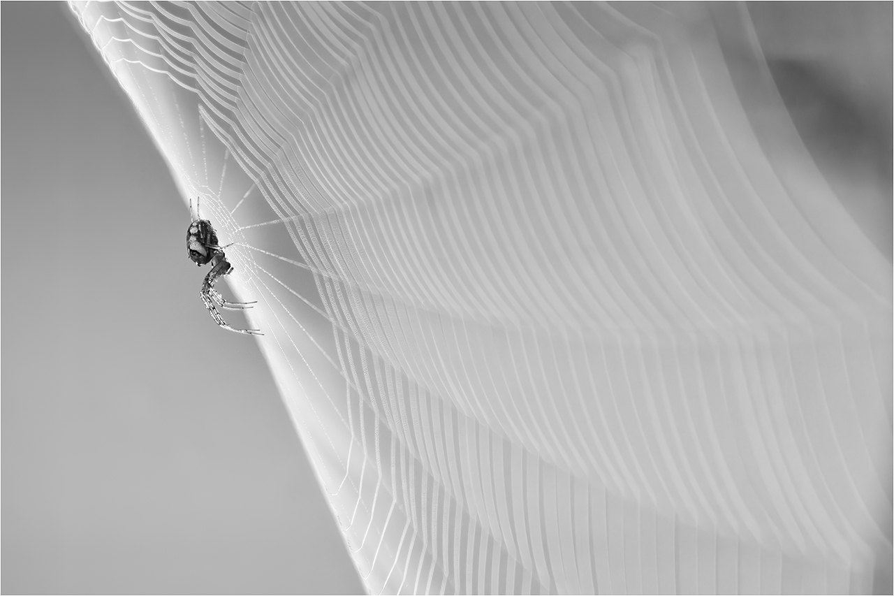 photo "***" tags: nature, macro and close-up, black&white, spider, summer, паутина