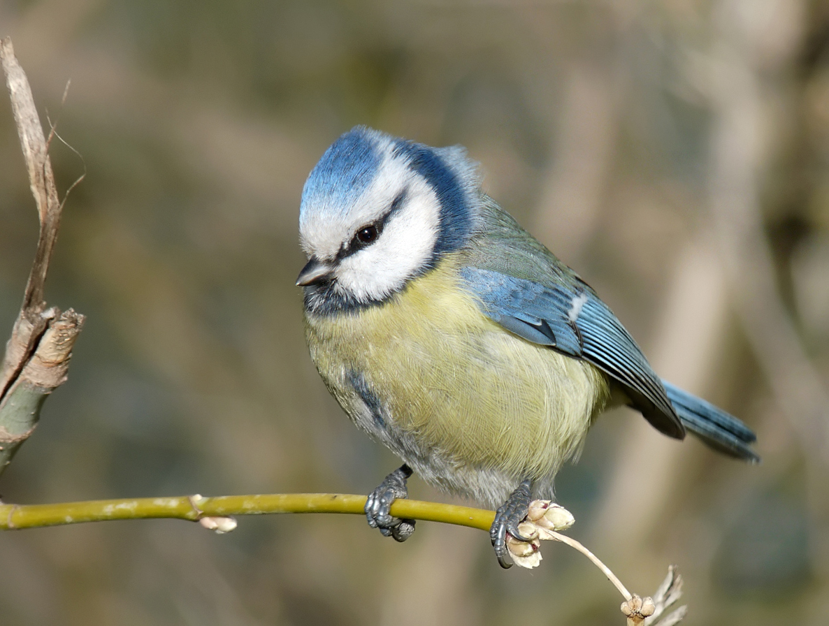 photo "***" tags: macro and close-up, wild animals