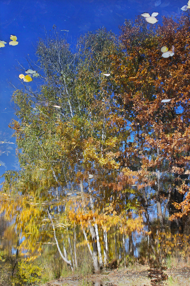 photo "***" tags: nature, autumn, reflections, листья, октябрь