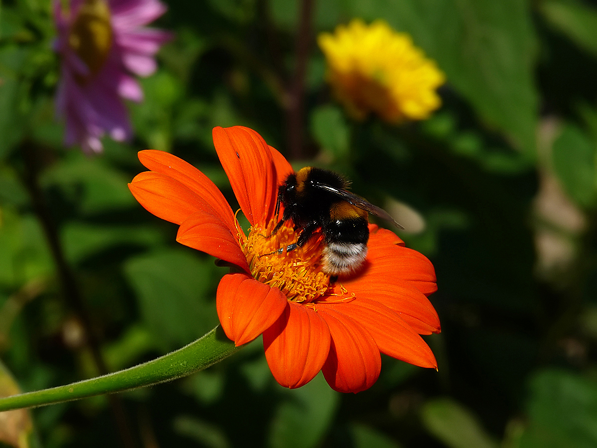 photo "***" tags: macro and close-up, nature, flowers, insect