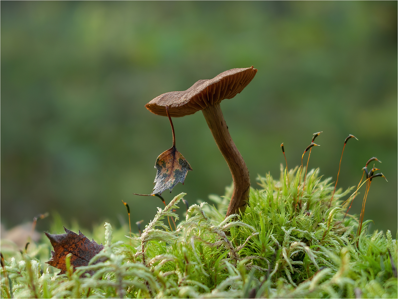 фото "..." метки: путешествия, природа, макро и крупный план, грибы, лес, листья, осень