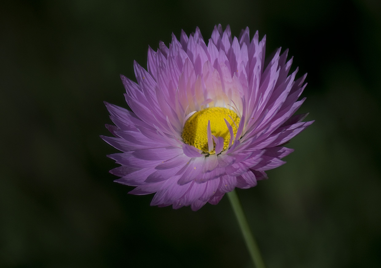 photo "***" tags: macro and close-up, 