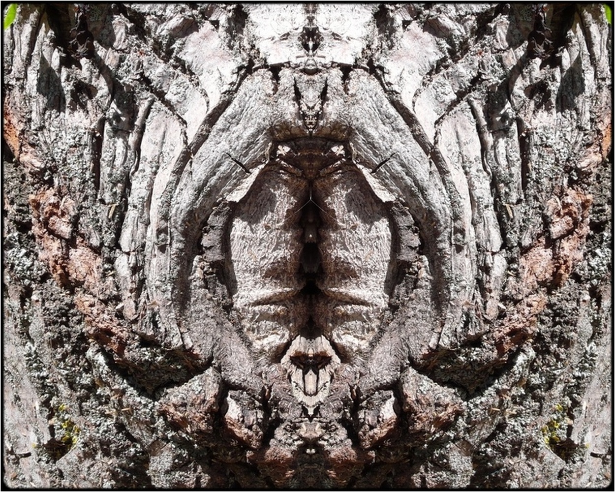 фото "arbor vulvae" метки: digital art, природа, макро и крупный план, bark, closeup, mirror, tree