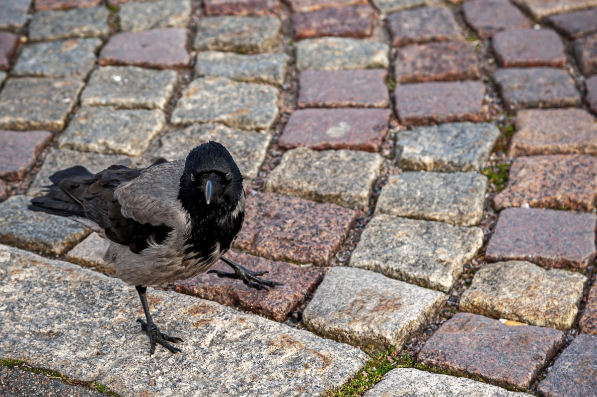 photo "A Serious Bird" tags: misc., 